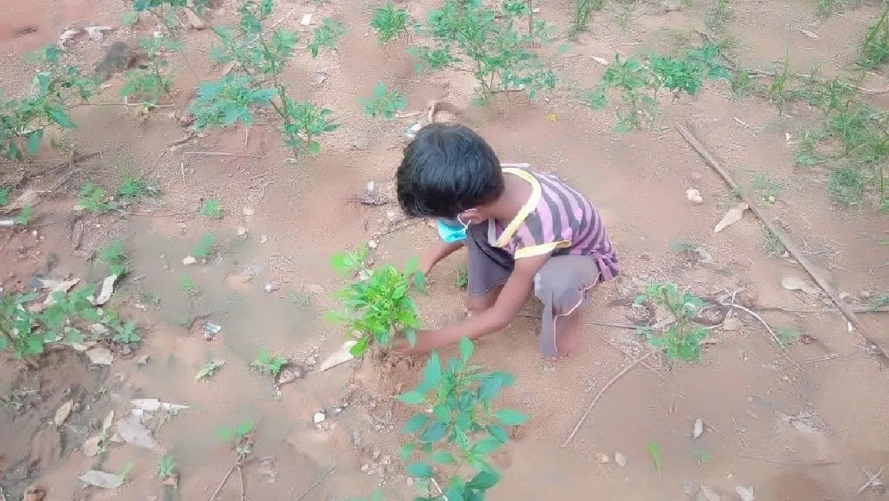 Experiential learning · planting a sapling